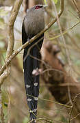 Green-billed Malkoha