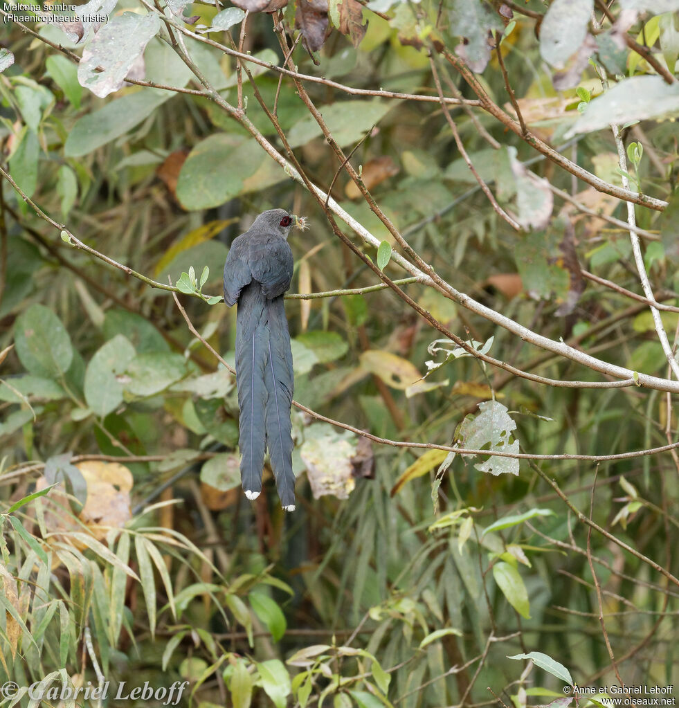 Green-billed Malkoha