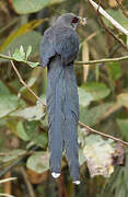 Green-billed Malkoha