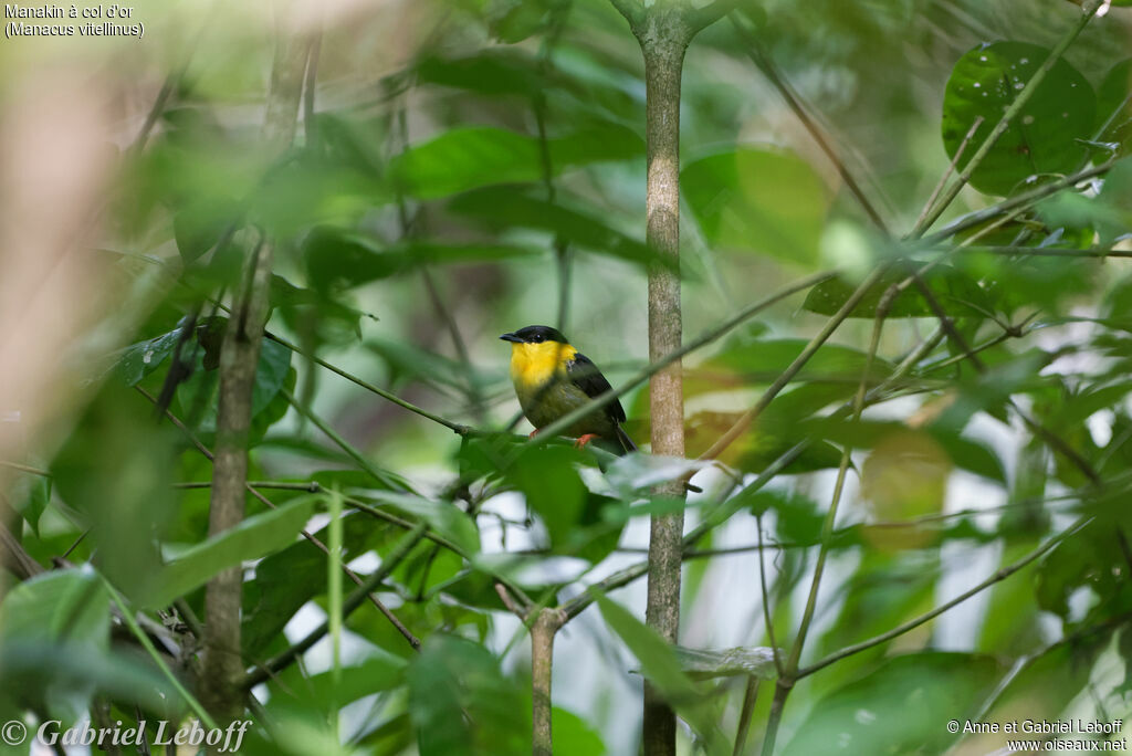 Golden-collared Manakin male adult