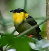 Golden-collared Manakin