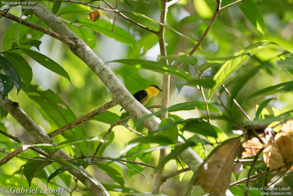 Golden-collared Manakin male adult