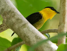 Golden-collared Manakin