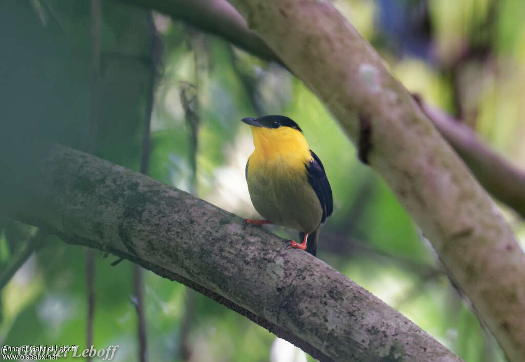 Golden-collared Manakin male adult breeding, close-up portrait