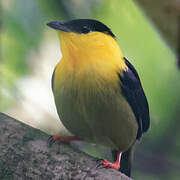 Golden-collared Manakin