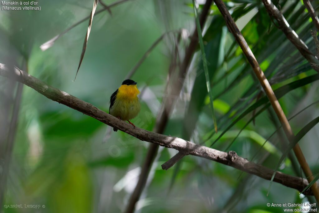 Golden-collared Manakin male