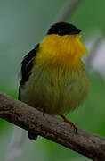 Golden-collared Manakin