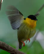 Golden-collared Manakin