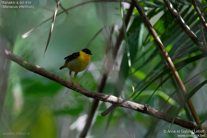 Golden-collared Manakin male, courting display