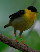 Golden-collared Manakin