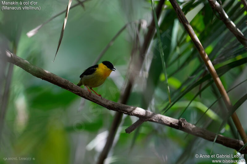 Golden-collared Manakin, courting display, song