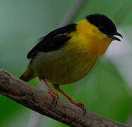 Golden-collared Manakin