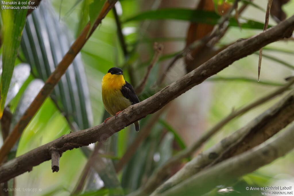 Golden-collared Manakin male