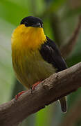 Golden-collared Manakin