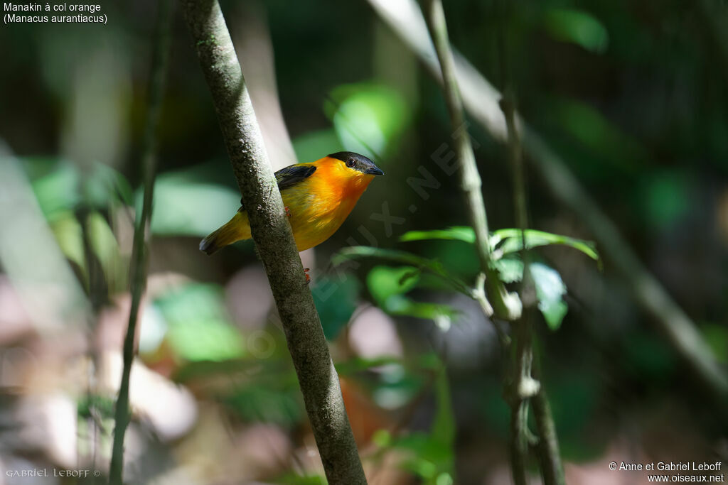 Manakin à col orange mâle