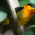 Manakin à col orange