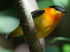 Orange-collared Manakin