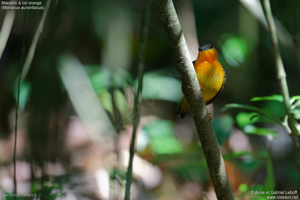 Manakin à col orange