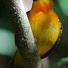 Manakin à col orange