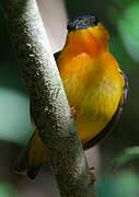 Orange-collared Manakin