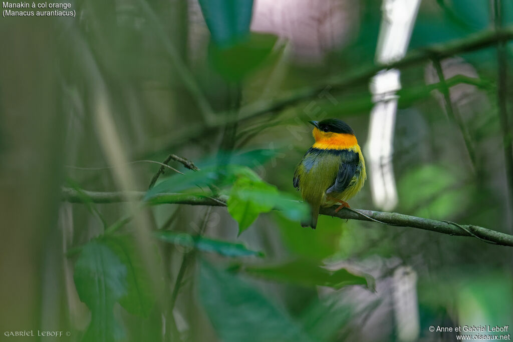 Orange-collared Manakin male