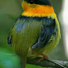 Manakin à col orange