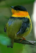 Orange-collared Manakin