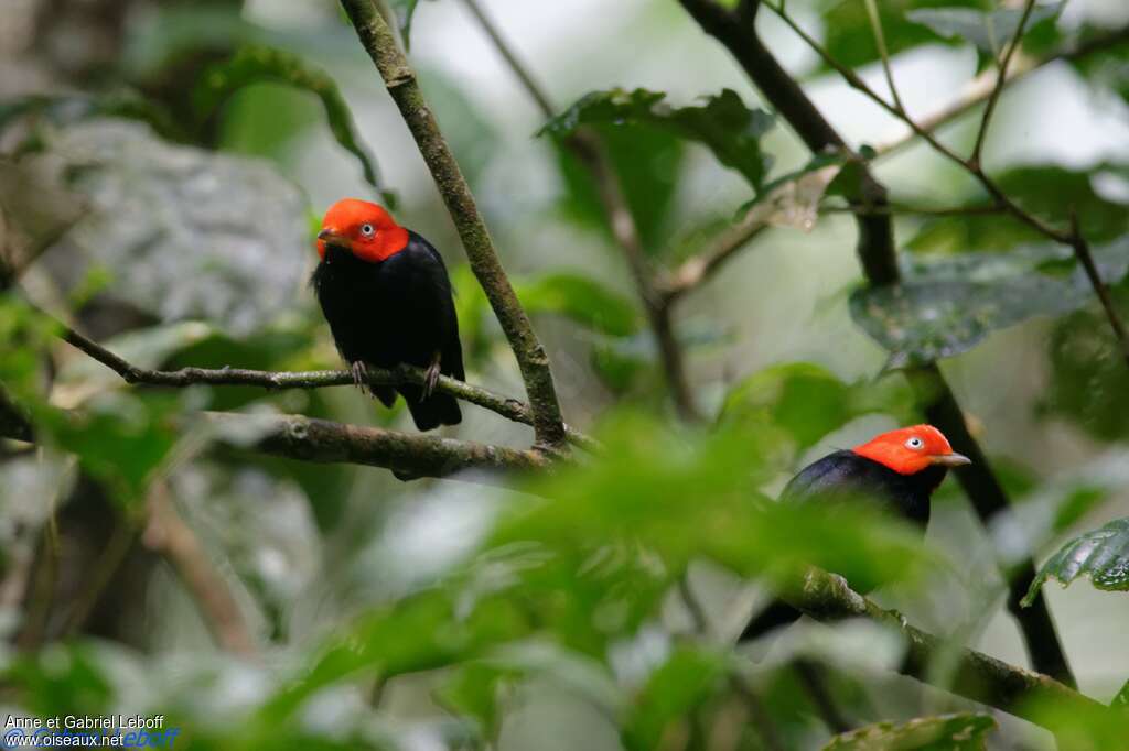 Red-capped Manakin male, habitat