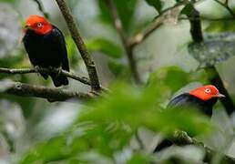 Red-capped Manakin