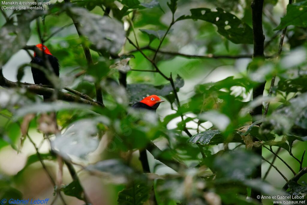 Red-capped Manakin male, habitat