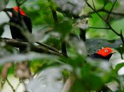 Red-capped Manakin