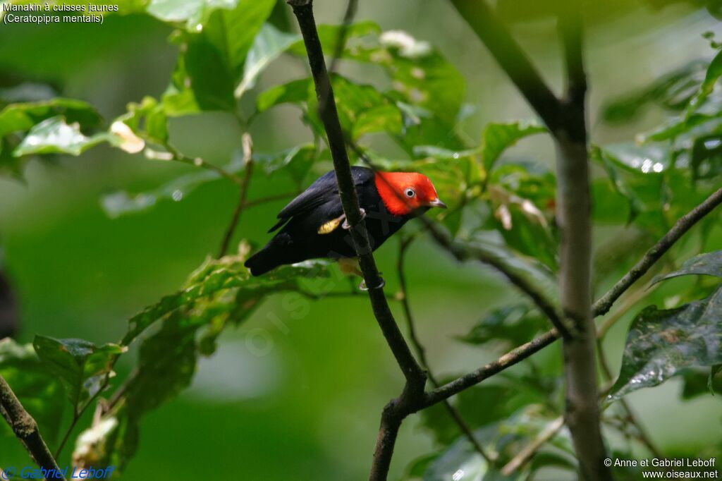 Red-capped Manakin male