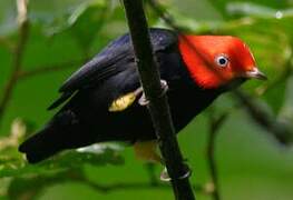 Red-capped Manakin