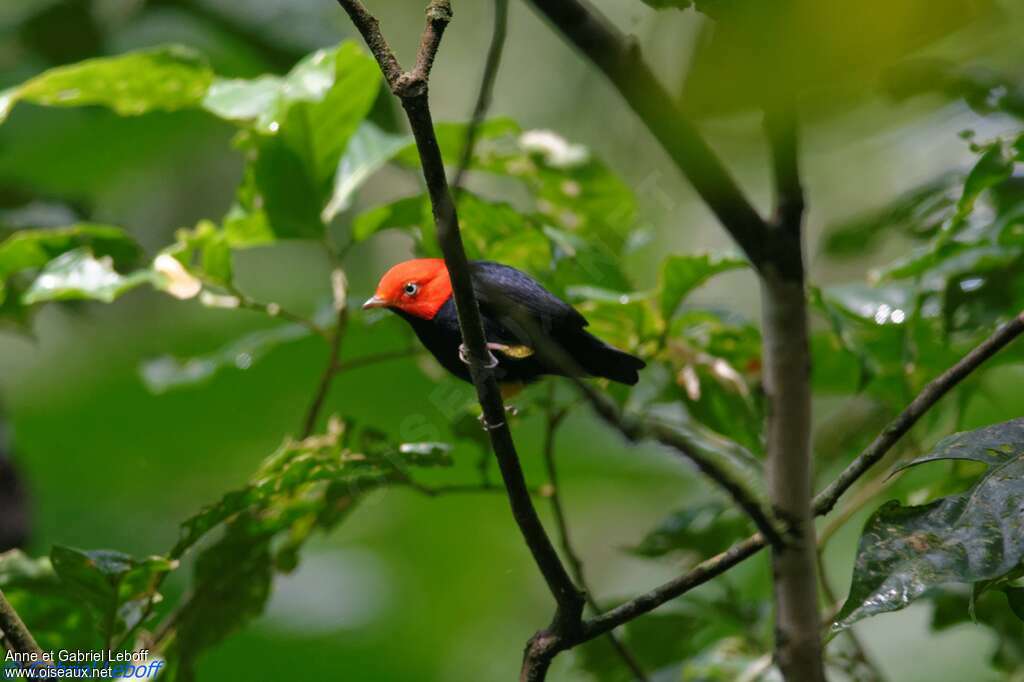 Manakin à cuisses jaunes mâle adulte, identification