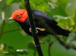 Red-capped Manakin