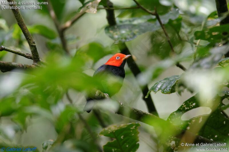 Red-capped Manakin male