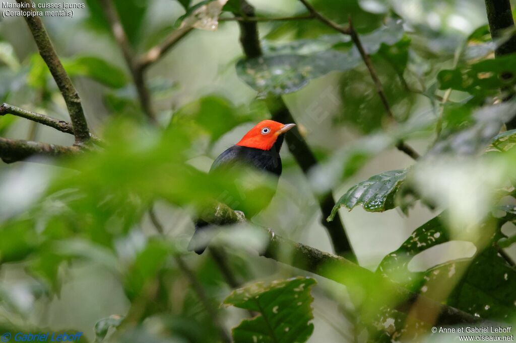 Red-capped Manakin male