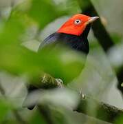 Red-capped Manakin