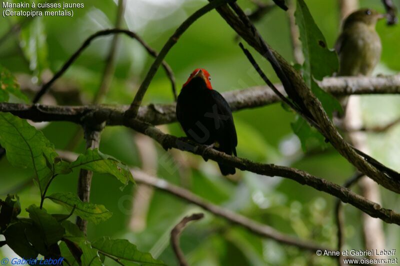 Red-capped Manakin male adult
