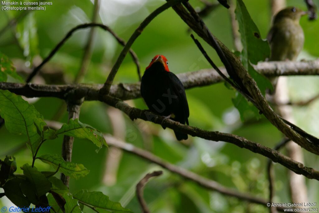 Red-capped Manakin male adult