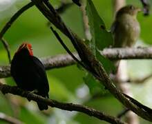 Red-capped Manakin