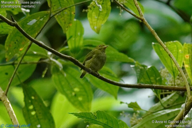 Red-capped Manakin female adult