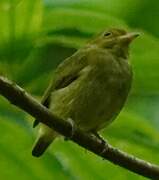 Red-capped Manakin