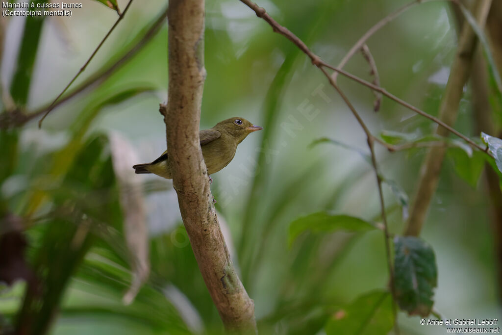 Red-capped Manakin female