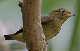 Red-capped Manakin