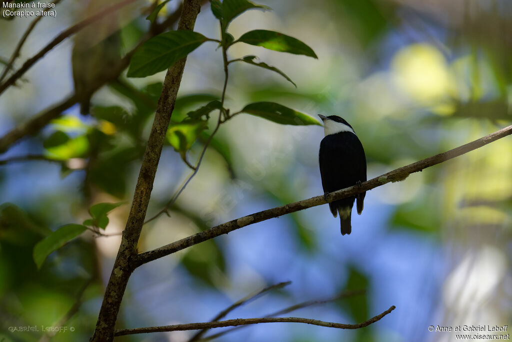 White-ruffed Manakin