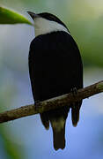 White-ruffed Manakin