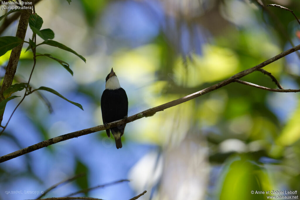 White-ruffed Manakin