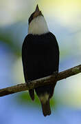 White-ruffed Manakin