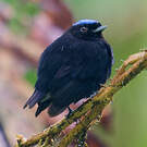 Manakin à tête bleue